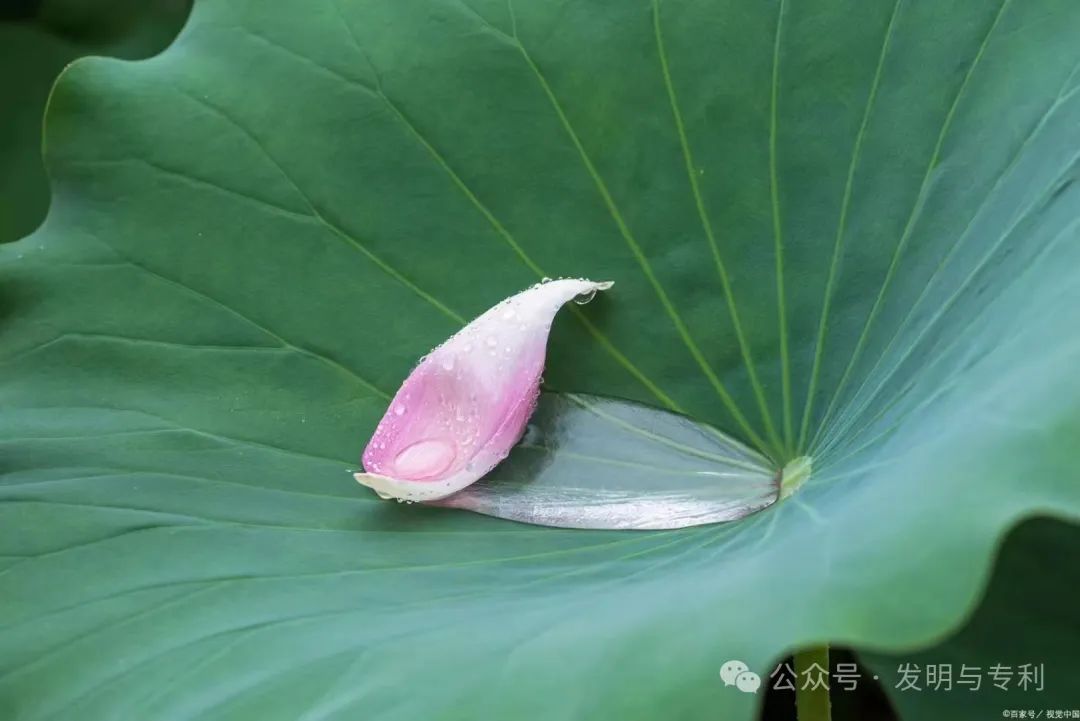 过程和结果,再谈专利授权率问题